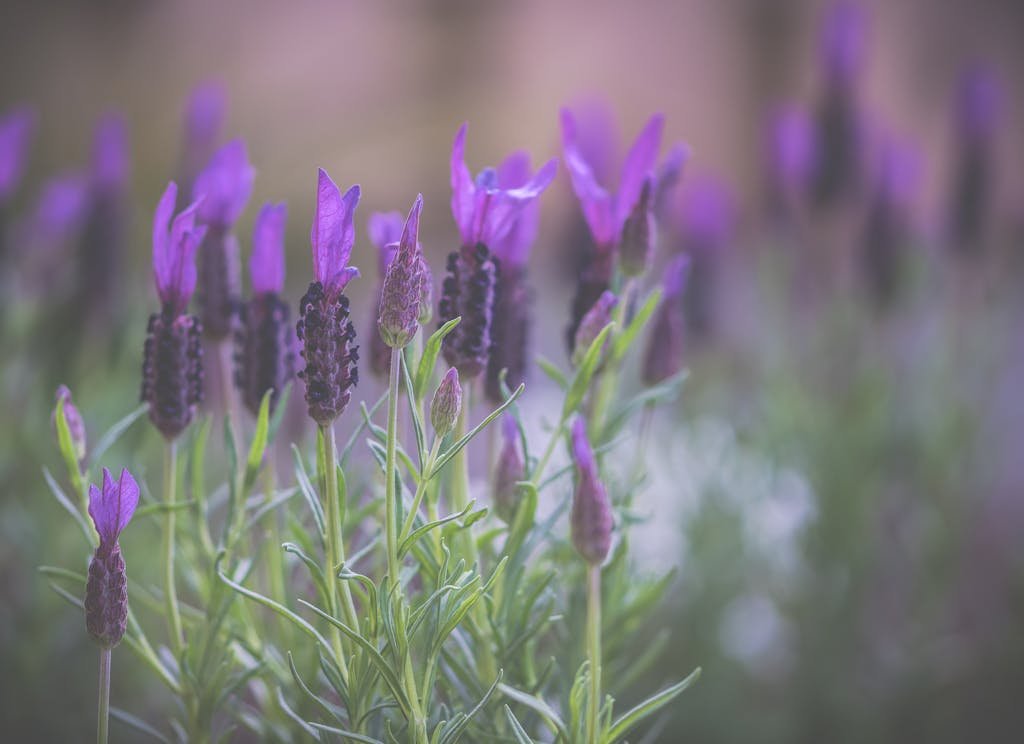 A serene close-up of purple lavender flowers in a field, showcasing their vibrant color in natural light.