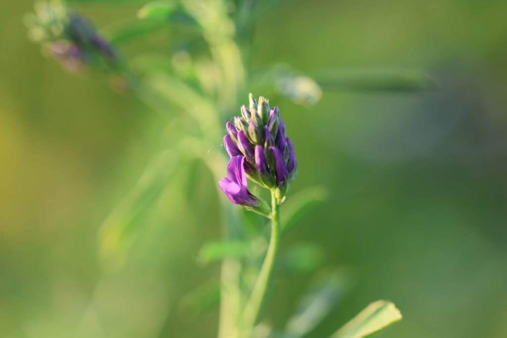 Beautiful close-up of a purple alfalfa flower bud against a blurred green background.